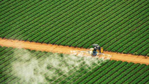 Best Ant Control Services  in La Luz, NM