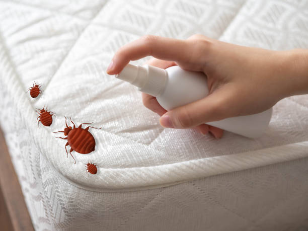 Best Affordable Pest Control Services  in La Luz, NM